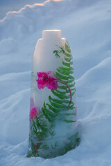 Wall Mural - Closeup of pink cyclamen flower and green fern leaf frozen in the bottle of  ice standing in the snow and highlighted by evening sun