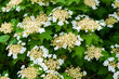 White flowers of viburnum on a background of green foliage.