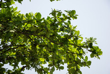 Green Leaf Of  Dipterocarpus Tuberculatus Roxb