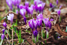 Beautiful Purple Crocuses In Spring Time. Spring Natural Background With First Flowers.
