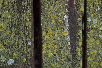 Wall Mural - Wet Moss on Boards