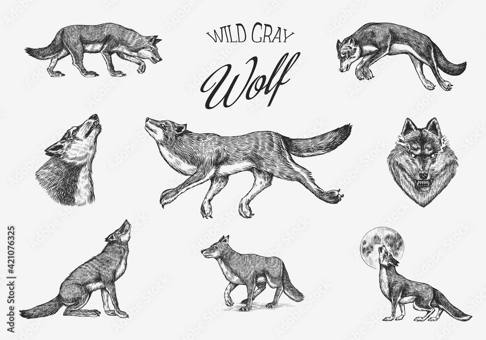 Gray wolf set. Gray wolf. A predatory beast. Wild forest animal. Vector Engraved hand drawn Vintage old sketch for stamp, t-shirt or typography or badge. - obrazy, fototapety, plakaty 