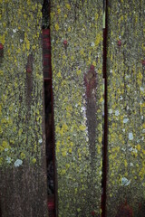 Wall Mural - Wet Moss on Boards