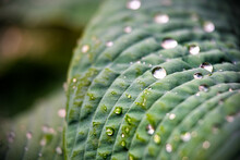 Macro Closeup Of Hosta Plantain Lily Green Large Leaf In Home Garden With Many Water Rain Drops Droplets After Raining With Green Abstract Pattern Blurry Background