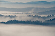 Las w mgle