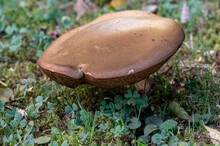 Pilze Fungi Im Wald