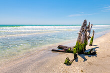 Sanibel Island, Florida, USA Bowman's Beach With Damaged Hurricane Dead Tree Trunk In Green Seaweed By Colorful Turquoise Water On Sunny Day By Ocean Gulf Of Mexico Water