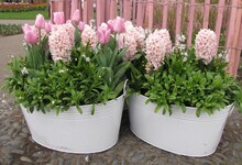 Two White Flower Pots With Pink Hyacinths And Tulips In The Keukenhof Gardens In Holland In Springtime