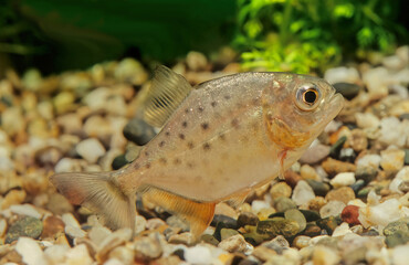 Wall Mural - Red-bellied piranha