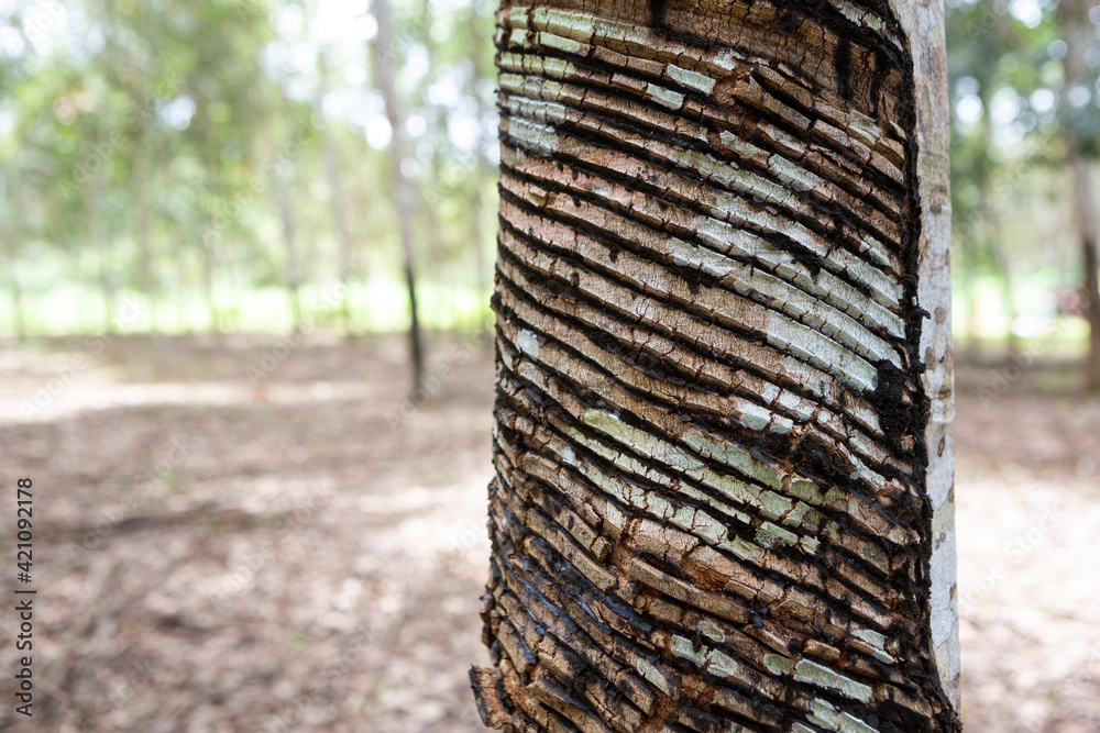 Close up of rubber tree, seringueira, cut to produce natural latex in a  farm in the amazon rainforest, Xapuri, Acre, Brazil. Concept of ecology,  environment, agriculture, industry, nature, Stock Photo | Adobe
