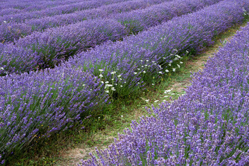 Lavender field