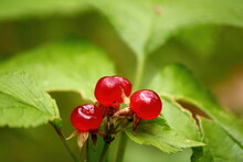 Red Berries And Green Foliage In Sunlight Outdoors Close-up. Stone Bramble, Rubus Saxatilis, 	Steinbeere. Ripe Red Berries, Shining In The Sun, In Bright Green Foliage In A Summer Forest. 