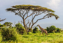 Masai Giraffe, Massai-Giraffe In Amboseli National Park, Kenya, Africa