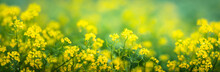 Yellow Flowers On A Blurred Background. Macro Shot. Very Shallow Focus. Summer And Spring Fantasy Flower Background. Wide Format, Free Space For Design. Floral Background Concept.