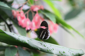 Sticker - A Butterfly on a Leaf