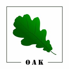 Wall Mural - Green oak leaf and the inscription oak. Design element. Vector illustration.