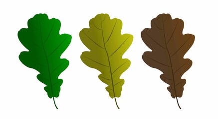 Wall Mural - Set of vector maple leaves of different colors. Vector illustration.