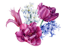 Bouquet Flowers Hyacinths, Clematis, Tulips On A White Background, Watercolor Illustration, Botanical Painting