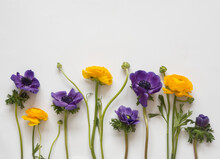 Flowers Composition Or Mockup: Purple Anemone And Yellow Ranunculus On White Background. Spring And Easter Violet And Yellow Flower Concept. Flat Lay, Copy Space, Top View. Minimalism Aesthetic.