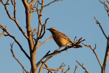 Canvas Print - bird posing on a branch