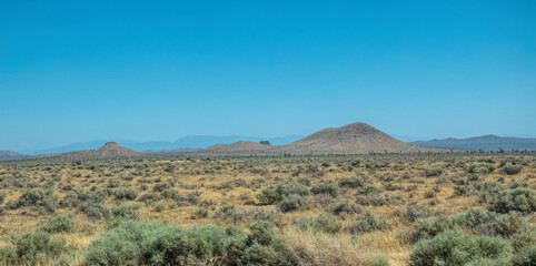 Poster - Yucca Plants and Mojave Desert Wasteland in California, USA