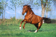 A Beautiful Red Horse Galloping Across A Green Field Against The Sky