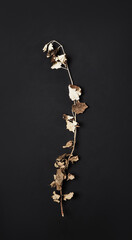 Wall Mural - dry branch of autumn tree on black fabric