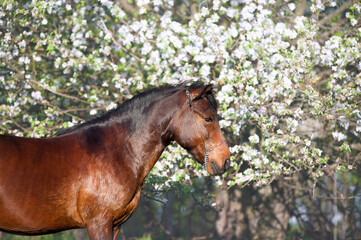 Wall Mural - Beautiful portrait of a bay horse on a background of a blossoming tree in spring. Pony posing closeup