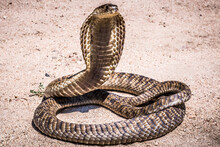 Naja Annulifera (snouted Cobra) (colored Picture) Photographed In South Africa.