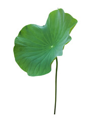 Wall Mural - isolated a single lotus leaf with clipping paths.