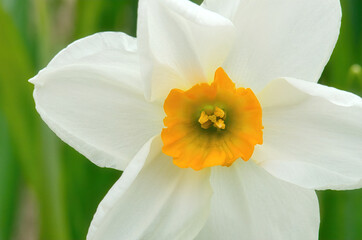 Wall Mural - A yellow narcissus flower,  Narcissus pseudonarcissus