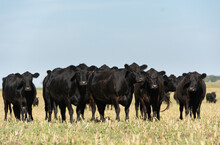 Angus Cattle Farm In The Pampas