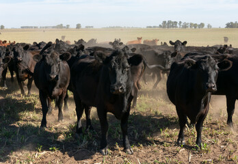 Wall Mural - Angus cattle farm in the pampas