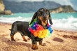 funny dachshund puppy wearing artificial colored Hawaiian flower wreath around its neck stand on sandy beach by the sea. Travel to warm exotic country.
