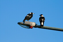 Australian Magpie On Sunny Summer Day With Blue Sky