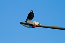 Australian Magpie On Sunny Summer Day With Blue Sky