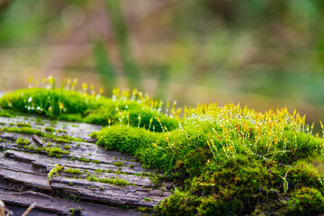 Close up of wet moss on a log with water droplets