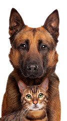 Wall Mural - Belgian Shepherd dog and a tabby cat portrait looking at the camera