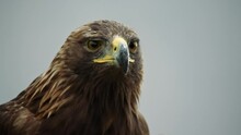 Close-up Shot Of A Golden Eagle In The Austrian Alps.