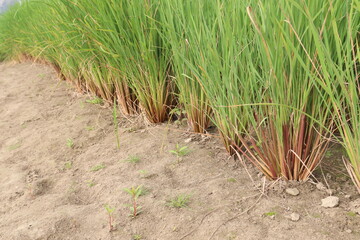 green paddy firm for harvest