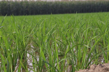 green paddy firm for harvest