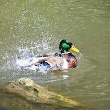Close Up Of A Mallard Duck Having A Bath
