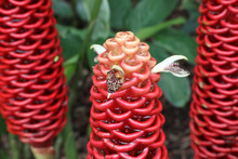 Bright Red Bee Hive Ginger Flowers Surrounded By Green Leaves