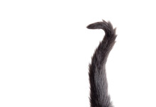 Black Cat Tail Isolated On White
