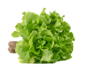 Lettuce nontoxic organic isolated on white background