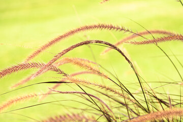 Wall Mural - Pennisetum grass flowers in garden