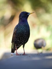 Wall Mural - Starling