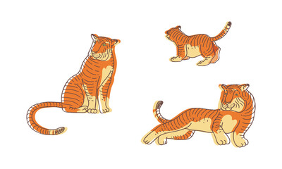 Wall Mural - striped tiger with orange-brown fur as wild cat specie in different poses vector set