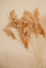 Reeds On A Beige Background.Fluffy Pompas Grass. Background Of Reed Panicles.