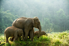 Elephant Family Walking Through The Meadow